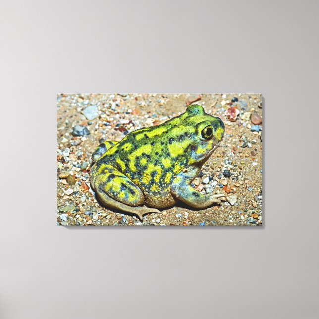 A Couch's Spadefoot toad Canvas Print (Front)