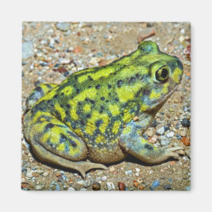 A Couch's Spadefoot toad Magnet