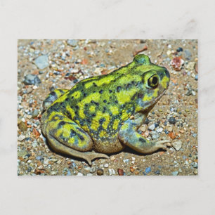 A Couch's Spadefoot toad Postcard