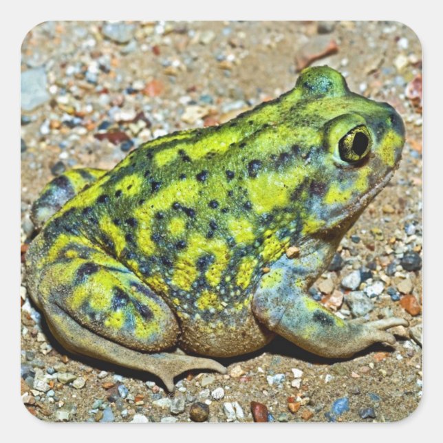 A Couch's Spadefoot toad Square Sticker (Front)