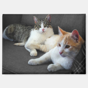 A Couple of Kitties Magnet