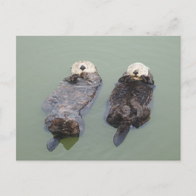 A couple of sea otters taking a nap postcard (Front)
