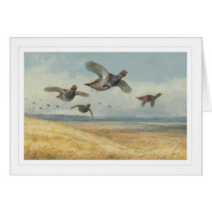 A Covey of Partridge