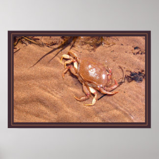 A Crusty Shore Poster