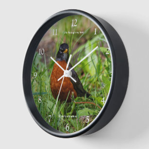 A Curious American Robin Clock