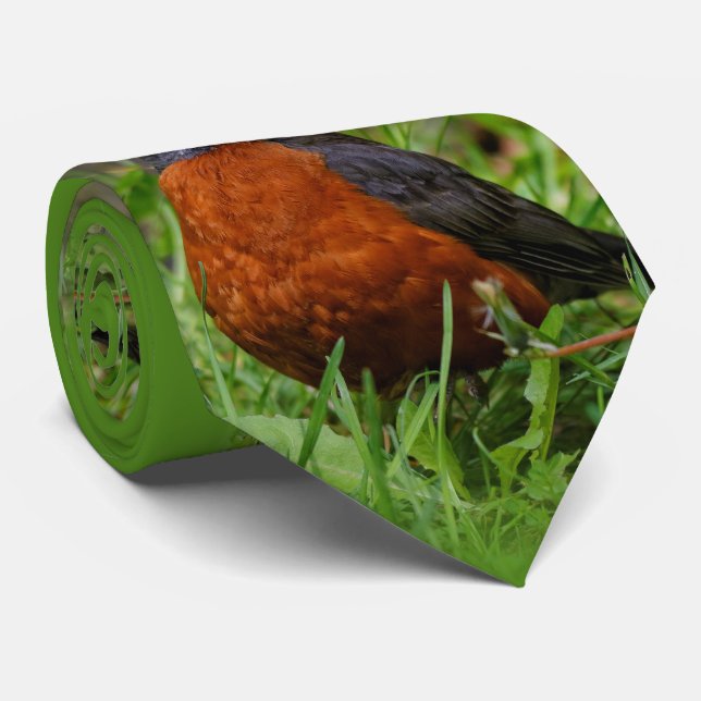 A Curious American Robin Tie (Rolled)