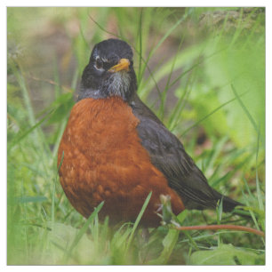 A Curious and Hopeful American Robin Fabric