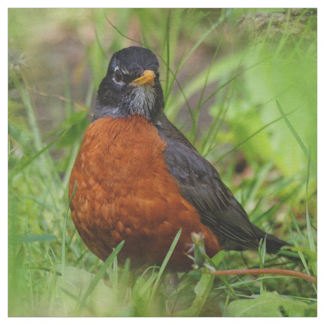A Curious and Hopeful American Robin Fabric (Swatch)
