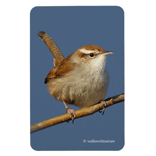 A Curious Bewick's Wren in the Tree Magnet (Vertical)