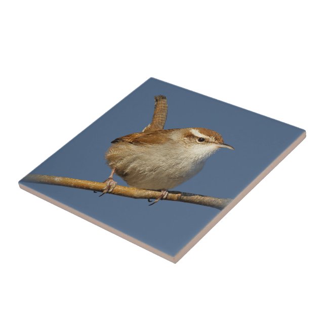 A Curious Bewick's Wren in the Tree Tile (Side)