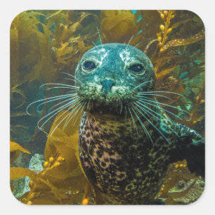 A Curious Harbour Seal Kelp Forest   Santa Barbara