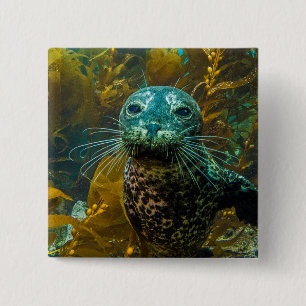 A Curious Harbour Seal Kelp Forest   Santa Barbara 15 Cm Square Badge