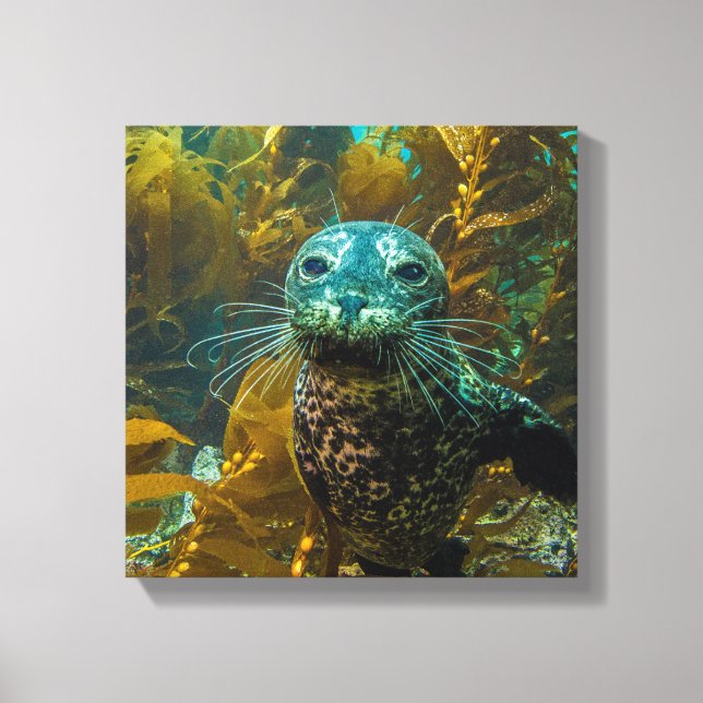A Curious Harbour Seal Kelp Forest | Santa Barbara Canvas Print (Front)