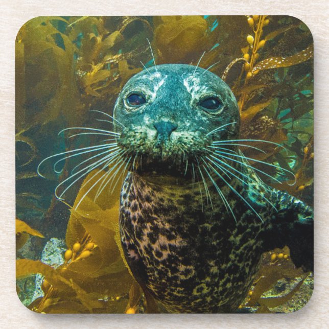 A Curious Harbour Seal Kelp Forest | Santa Barbara Coaster (Front)