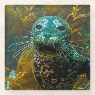 A Curious Harbour Seal Kelp Forest   Santa Barbara Glass Coaster