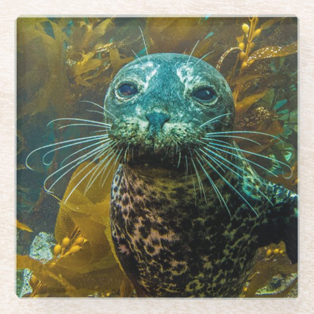 A Curious Harbour Seal Kelp Forest | Santa Barbara Glass Coaster (Front)