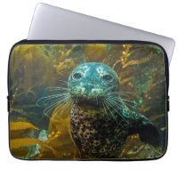 A Curious Harbour Seal Kelp Forest | Santa Barbara