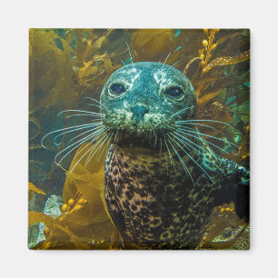 A Curious Harbour Seal Kelp Forest Santa Barbara Magnet