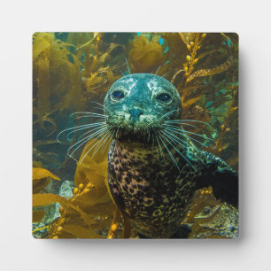 A Curious Harbour Seal Kelp Forest   Santa Barbara Plaque