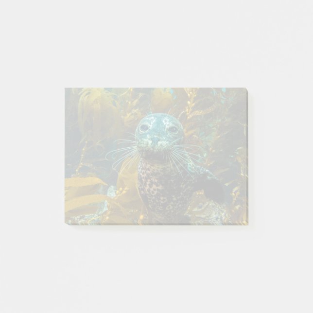 A Curious Harbour Seal Kelp Forest | Santa Barbara Post-it Notes (Front)
