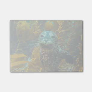 A Curious Harbour Seal Kelp Forest Santa Barbara Post-it Notes