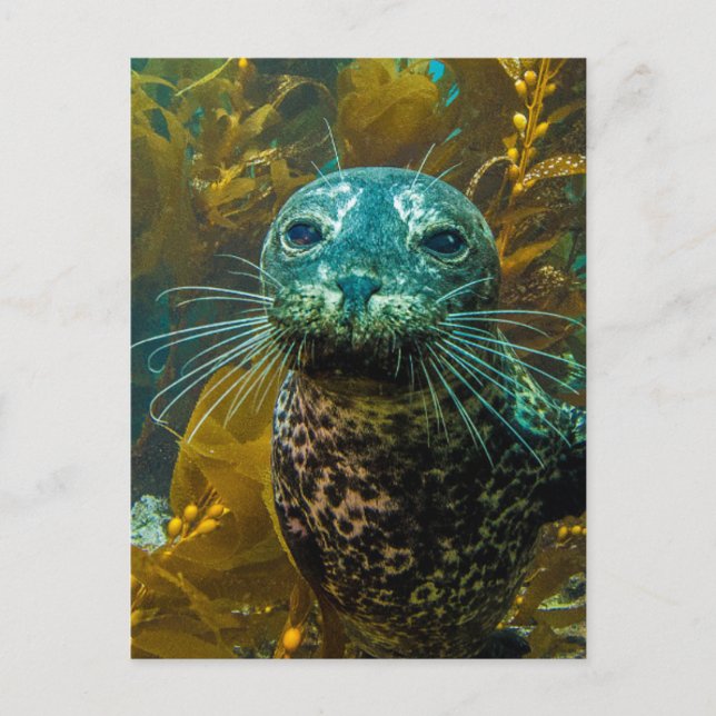 A Curious Harbour Seal Kelp Forest | Santa Barbara Postcard (Front)