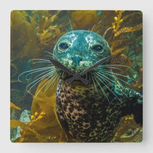 A Curious Harbour Seal Kelp Forest   Santa Barbara Square Wall Clock