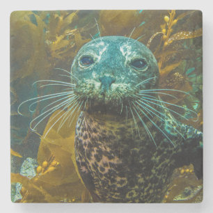 A Curious Harbour Seal Kelp Forest   Santa Barbara Stone Coaster