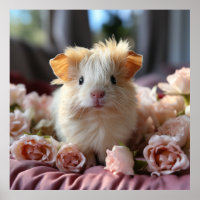 A curly fluffy guinea pig