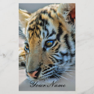 A cute baby tiger