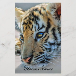 A cute baby tiger