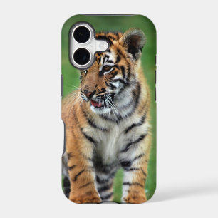 A cute baby tiger
