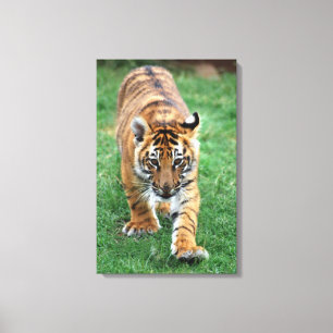 A cute baby tiger canvas print