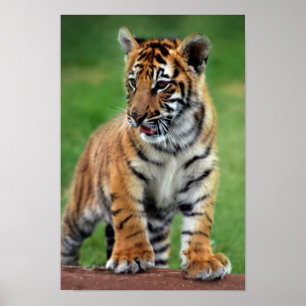 A cute baby tiger cub poster