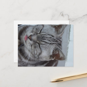 A cute black-and-white calico cat. postcard