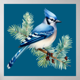 A Cute Blue Jay  Poster