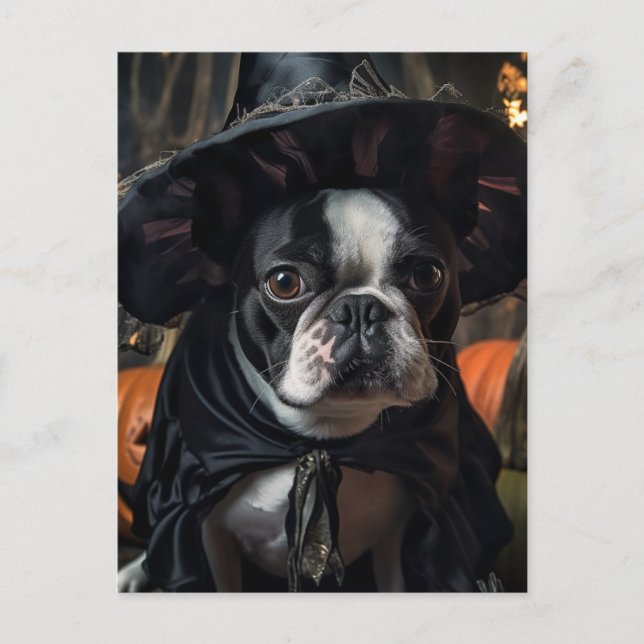 A Cute Boston Terrier Halloween Witch Postcard (Front)