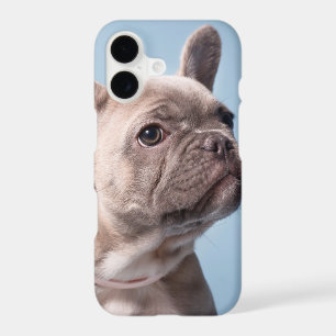 A Cute French Bulldog