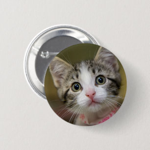 A cute kitten with green eyes 6 cm round badge
