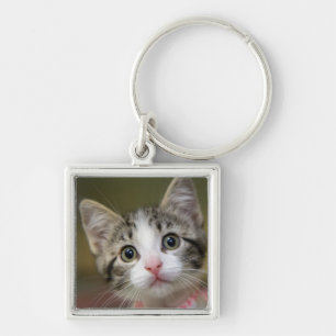 A cute kitten with green eyes key ring