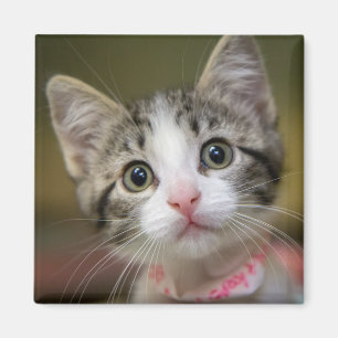A cute kitten with green eyes magnet