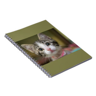 A cute kitten with green eyes notebook
