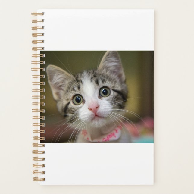 A cute kitten with green eyes planner (Front)