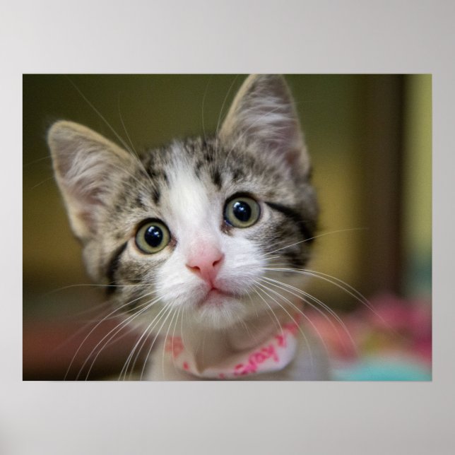 A cute kitten with green eyes poster (Front)
