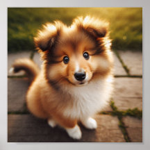 A cute Shetland Sheepdog puppy