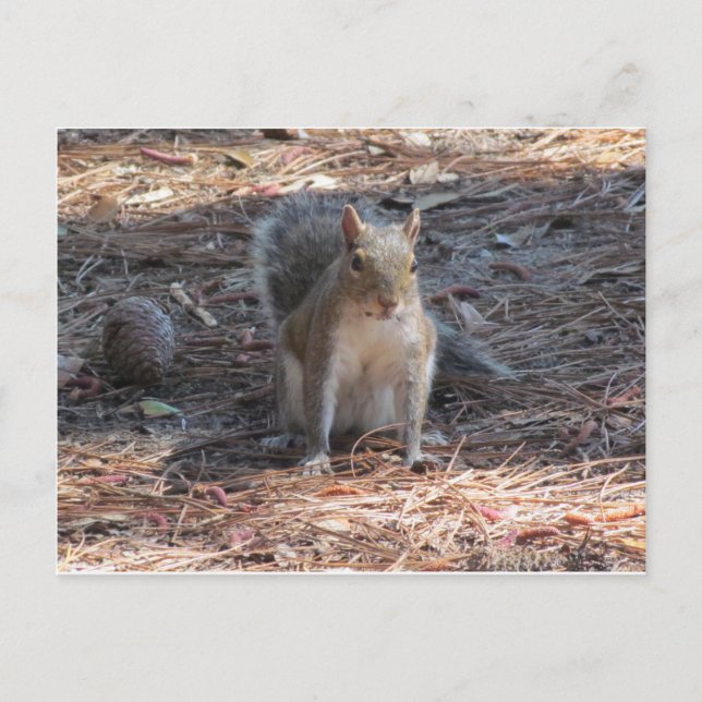 A cute Squirrel Postcard (Front)