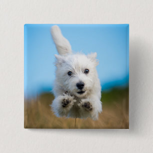 A Cute West Highland Terrier Puppy Running 15 Cm Square Badge
