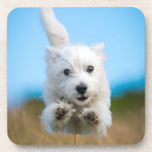 A Cute West Highland Terrier Puppy Running Coaster