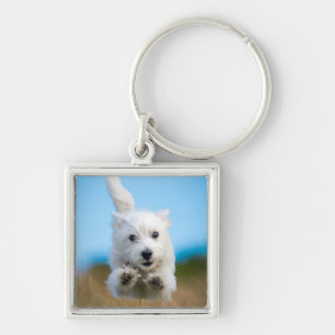 A Cute West Highland Terrier Puppy Running Key Ring