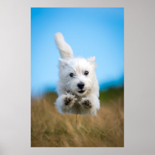 A Cute West Highland Terrier Puppy Running Poster